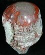 Pennsylvanian Aged Red Agatized Horn Coral - Utah #26368-1